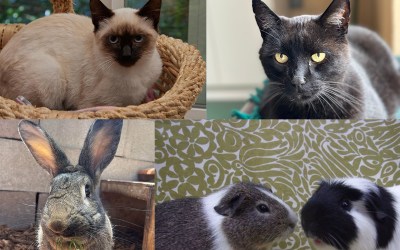 Mali, Mr Meow, Mulder, Cookie and Oliver