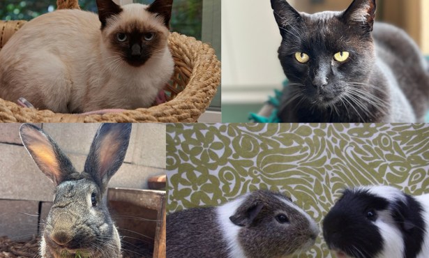 Mali, Mr Meow, Mulder, Cookie and Oliver