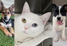 Snow, Penelope and Winston