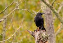 Lecture on the Corvids of Santa Ynez Valley