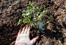 Native Plant Volunteer Work Party at Elings Park