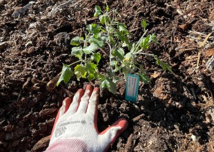 Landscape Transformation Begins at Elings Park; Volunteers Needed