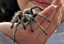 Creepy Creatures, a Spooky Event!