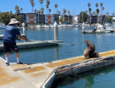 Sea Lion Saved from Knife in Face
