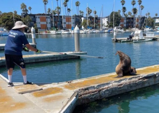 Sea Lion Saved from Knife in Face