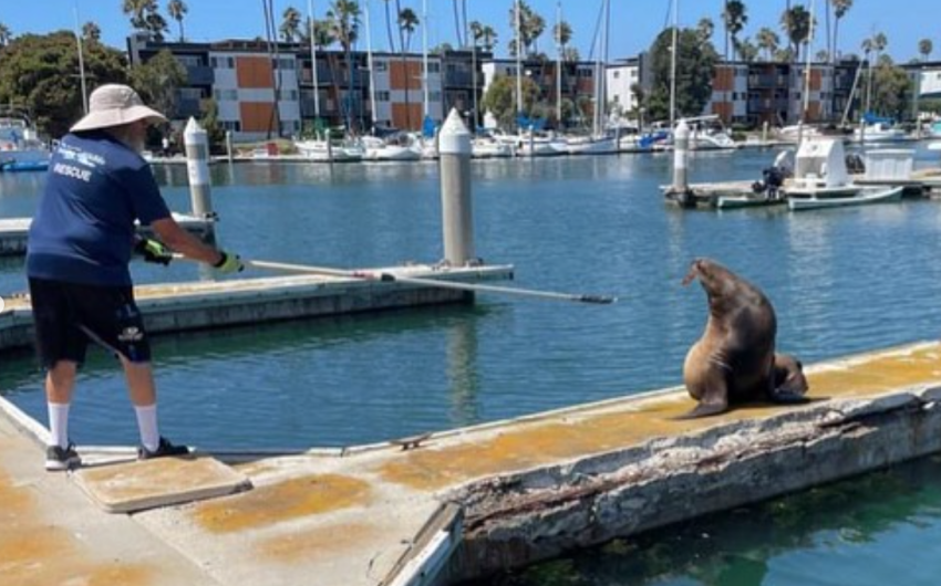 Sea Lion Saved from Knife in Face