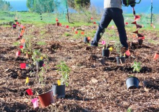 How to Transform Santa Barbara’s Landscapes