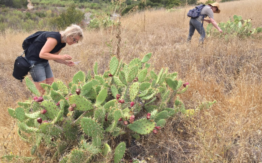 UC Santa Barbara Art Professor Lisa Jevbratt Explores History of Plants Through Textiles