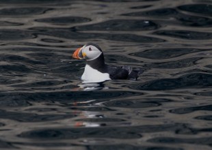 From Dingle to Donegal