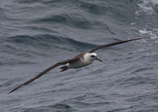 Avian Adventures in the Deep Blue Sea