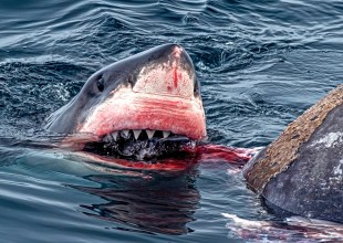 ‘Huge’ Great White Shark Spotted Eating Elephant Seal in Santa Barbara Channel