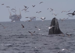 A Mugging in the Santa Barbara Channel