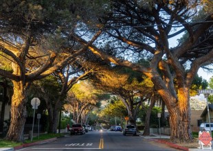 Italian Stone Pines Staying on Santa Barbara’s East Anapamu Street