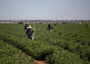 As Extreme Heat Rises, Newsom Blocks Bill to Protect California Farmworkers