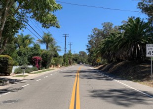 Peace Breaks Out Between Bike Lane and Palm Trees on Modoc Road