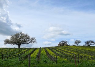 Santa Barbara County Wine Preserve Now Gathering Support