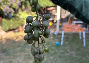 Full Belly Files | Solving a Grape Mystery in Goleta