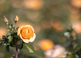 Community Comes Out for Rose Pruning Day at Santa Barbara’s Mission Rose Garden