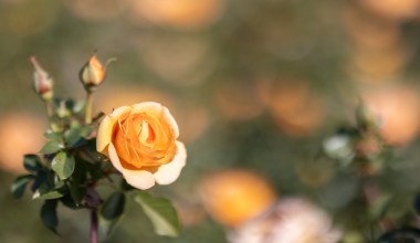 Community Comes Out for Rose Pruning Day at Santa Barbara’s Mission Rose Garden