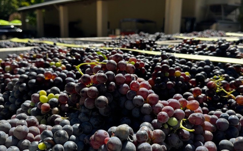 Full Belly Files | When Red Grapes Become White Wines